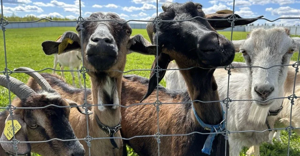  Livestock farming has undergone significant transformations over the past few decades, with technological advancements playing a crucial role in improving efficiency, animal welfare, and farm management.