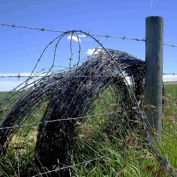 Barbed wire, a protective net that cannot be ignored