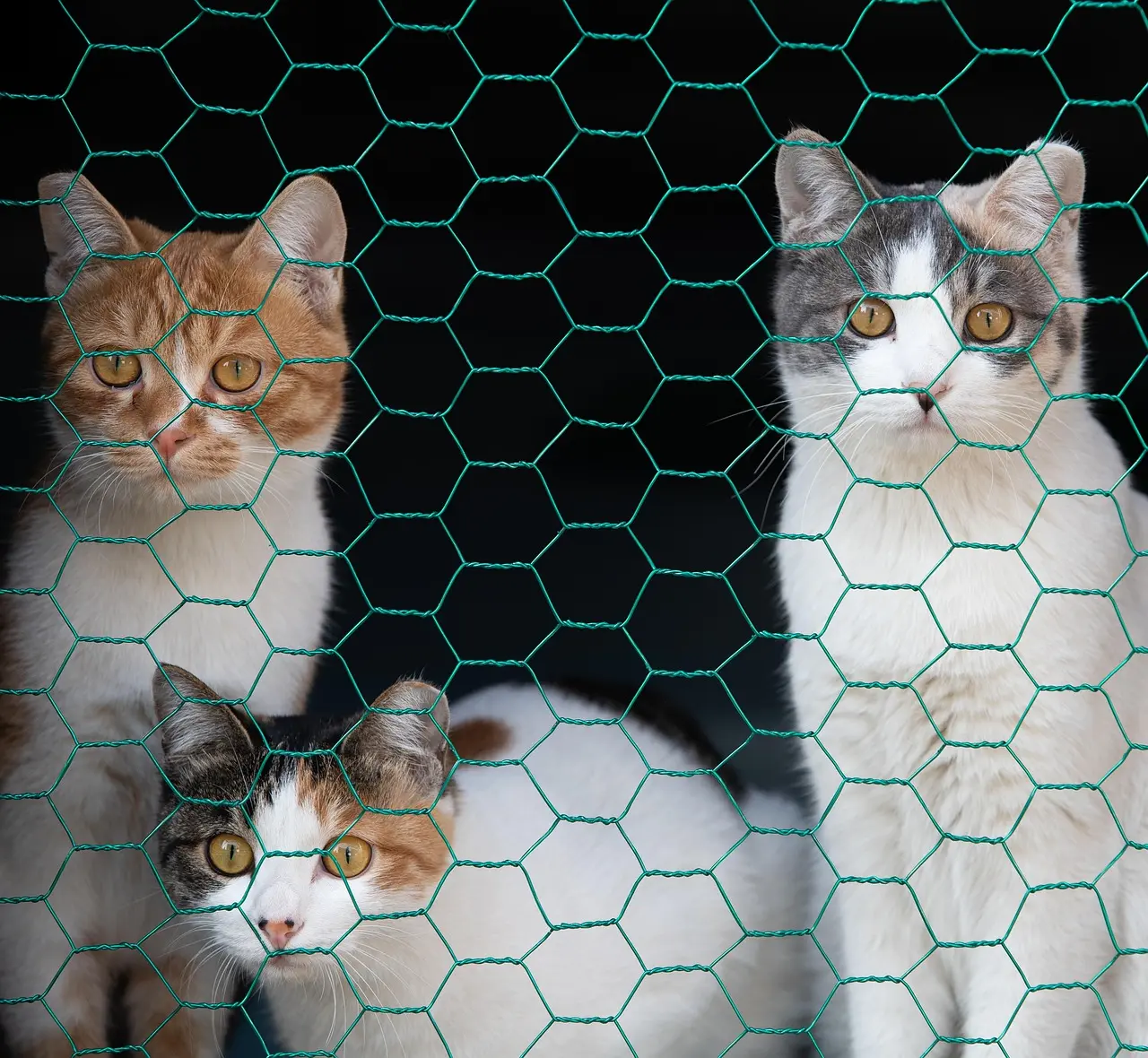 Factory Direct Supply Farm Breeding Wire Mesh Galvanized Fence