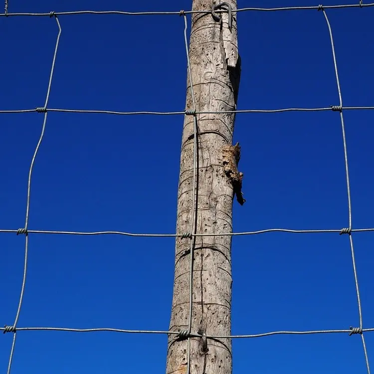 Wholesale Price Galvanized Cattle Fence, Horse Fence, Sheep Wire Netting