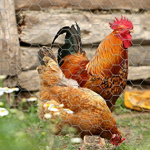 How to install chicken wire fence and rolled wire mesh fence