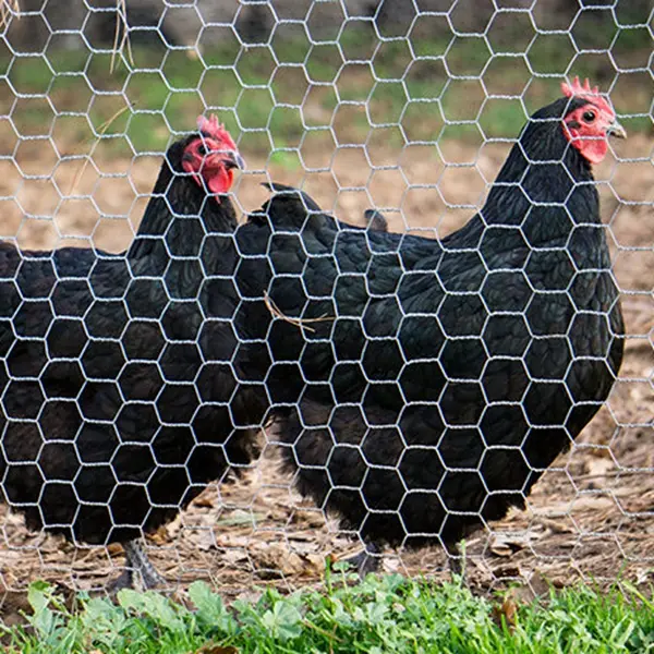 Hexagonal Mesh Wire Fencing Copper Weave 4mm