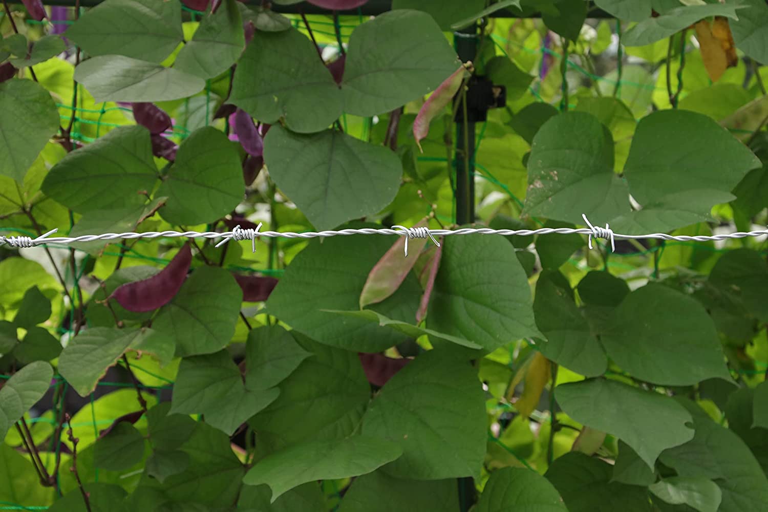 Why choose galvanized barbed wire? Why choose galvanized barbed wire?