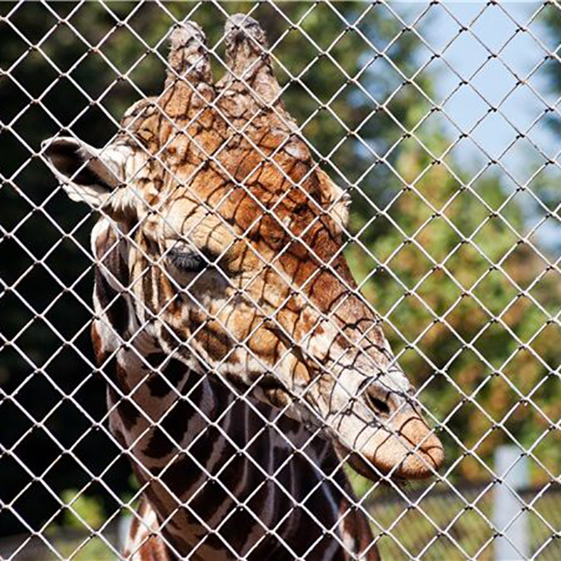Hexagonal Wire Netting for Breeding Fence manufacturer