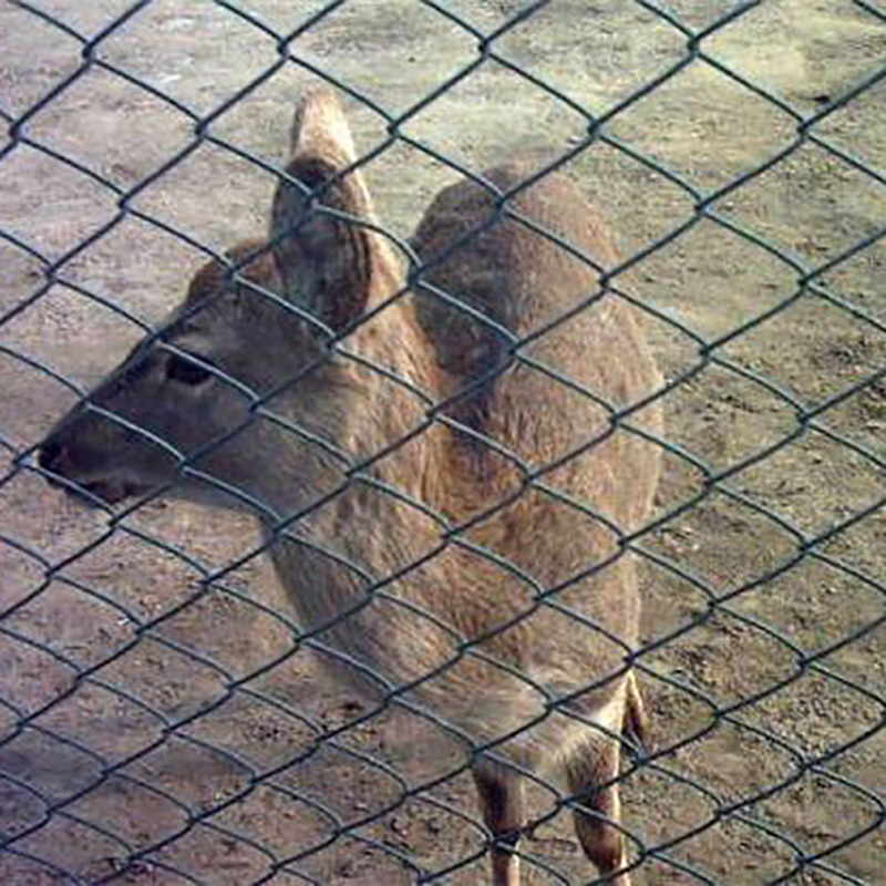 Hexagonal Wire Netting for Breeding Fence manufacturer